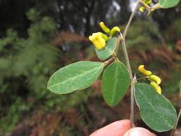 Image result for Dumasia