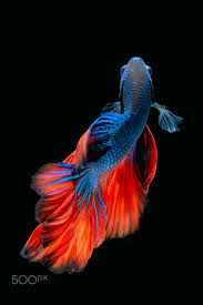 Check spelling or type a new query. Terkeren 30 Lukisan Ikan Cupang 3d Arti Gambar