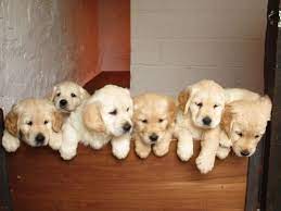 Purchasing a golden retriever puppy from a respected, responsible expert breeder is most certainly the very best option once it comes to getting yourself a fantastic if you are interested in free golden retriever puppies near me, keep reading. Golden Retriever Puppies For Free Adoption Whatsapp Us On 971581812652 Golden Retriever Retriever Dog Adoption