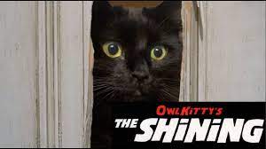 The Shining Starring My Cat Owlkitty The Shining Funny Cat Memes Cats