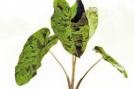 Check spelling or type a new query. Colocasia Esculenta Mojito Taro