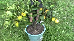 Despite the description calling it a combination of summer fruit, apricot trees only produce apricots in the spring. Fruit Salad Tree Now I Know