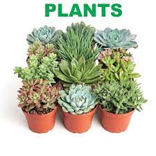 Kindly go through the group guidelines before posting plants for sale. Succulent Gallery Online Nursery