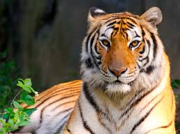 Absolutely love the stunning artwork. 50 Tiger Computer Wallpaper On Wallpapersafari