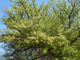 Image result for Acacia robusta