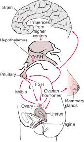 female reproductive endocrinology gynecology and