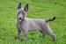 Silver Dutch Shepherd