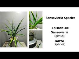 Image result for Sansevieria parva