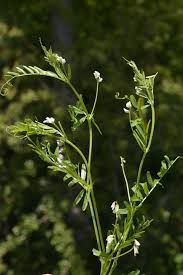 Image result for Rotheca hirsuta