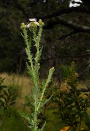 Image result for Cirsium  buchwaldii