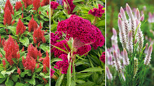 Image result for Celosia elegantissima