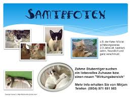 Außer den hier vorgestellten tieren sind fast immer auch noch weitere, vor allem auch junge nicht alle neuzugänge können umgehend hier gezeigt werden. Katzen Suchen Ein Neues Zuhause Mallorca Portal