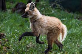 Image result for wolf cub