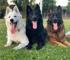 Someone from german shepherd rescue scotland will contact you to tell you if your application to adopt has been accepted. German Shepherd Rescue Networking Platform South Africa Facebook