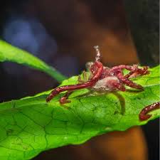 I used to work for my county mosquito control and if they are still larvae, bacillus thuringiensis israelensis (bti) does a good job of. Red Worms In Pond Filter The Pond Guy
