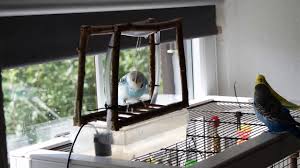 Sie dürfen den ganzen tag über frei in meinem zimmer rumfliegen, also können sie dort überall hin. Vogeldusche Fur Wellensittiche Und Vogel Selbst Bauen Youtube