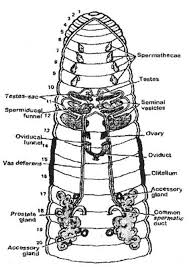 It truly plays a huge role in the creation and design of our ecosystem. Earthworm Labeled Shefalitayal