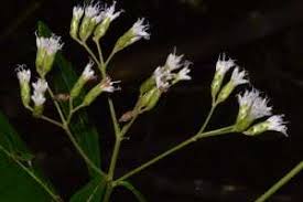 Image result for Vernonia tigna