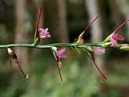 Image result for Oplismenus undulatifolius