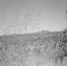 Image result for Tristachya lualabaensis