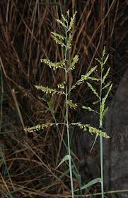 Image result for Urochloa