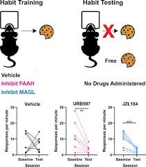 Facebook gives people the power to share and makes the world more open and connected. The Effects Of Fatty Acid Amide Hydrolase Inhibition And Monoacylglycerol Lipase Inhibition On Habit Formation In Mice European Journal Of Neroscience X Mol
