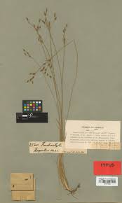 Image result for Abildgaardia