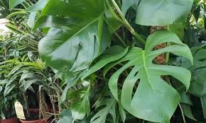 Maybe you would like to learn more about one of these? How To Fix Brown Spots On Monstera Deliciosa Leaves Gardender