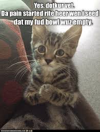 Pin On Cat Funnies
