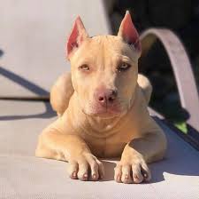 Free for commercial use no attribution required high quality images. Pitbull Dog Home Facebook