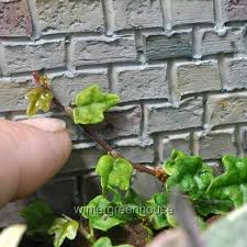 Image result for Ficus persicifolia