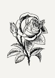 Black And White Botanical Prints Framed Vintage Botanical Print Botanical Prints Framed Art Print Vintage Botanicals Illustration Flo Vintage Botanical Prints Botanical Prints Framed Art Prints