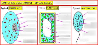 The structure of an animal cell, with labeled parts. B1 Gcse Cell Biology Diagram Gcse 9 1 Paper 1 Diagram Quizlet