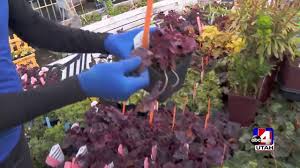 We did not find results for: Garden Center Nursery Salt Lake City Utah Millcreek Gardens
