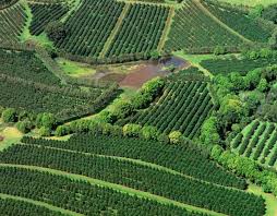 Macadamia Farm Australia Australian Plants Farm Agriculture