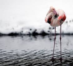 مجموعه اخرى من صور حيوانات جميله و مضحكه عاليه الوضوح Animal Photography Animals Your Spirit Animal