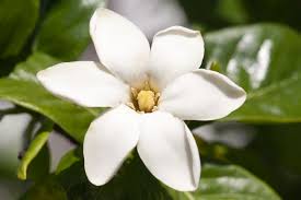 Image result for Gardenia
