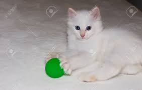 Flame point himalayans are captivating. White Flame Point Himalayan Kitten With Blue Eyes Playing With Stock Photo Picture And Royalty Free Image Image 2059351