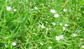 The plants quickly spread outward to form dense mats of foliage. 7 Common Lawn Weeds With Little White Flowers Photos
