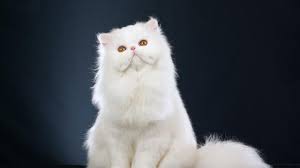 Di sini kamu bisa bertemu dengan kucing jenis sphynx yang berbulu tipis dan langka lho. Kucing Kucing Imut Dan Bikin Gemes Cocok Banget Jadi Peliharaan Kesayangan Lifestyle Liputan6 Com