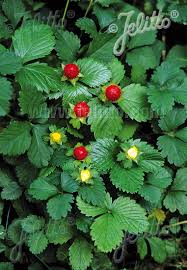 Jelitto Perennial Seed | DUCHESNEA indica Portion(s)