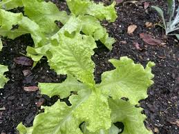 Image result for Lactuca sativa