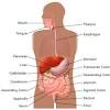 There are 78 organs in the human body.i. Https Encrypted Tbn0 Gstatic Com Images Q Tbn And9gcsseebct Izdemp3wkxoo0rqjdcpliws Fhkynmb2outytitn6w Usqp Cau