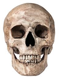 Image result for skull