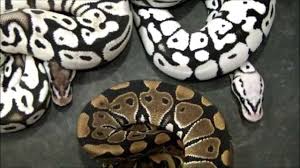 Python regius we have thousands of exotic ball pythons for sale from top breeders from around the world. Pure Black And White Ball Python Youtube