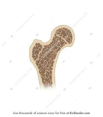 Bending loads in a specific plane, a bone with a circular cross. Biorender Life Science Icons