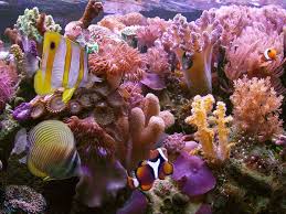 Coral Reef Coral Reef Ocean Creatures Under The Sea