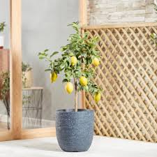 Dwarf citrus is achieved by using a rootstock that stops the plant from growing so fast and tall but the fruit size and taste is still the same. Citrus Tree Lemon Eureka Dobies