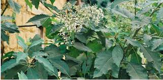 Image result for Vernonia kirungae