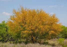Image result for Acacia farnesiana